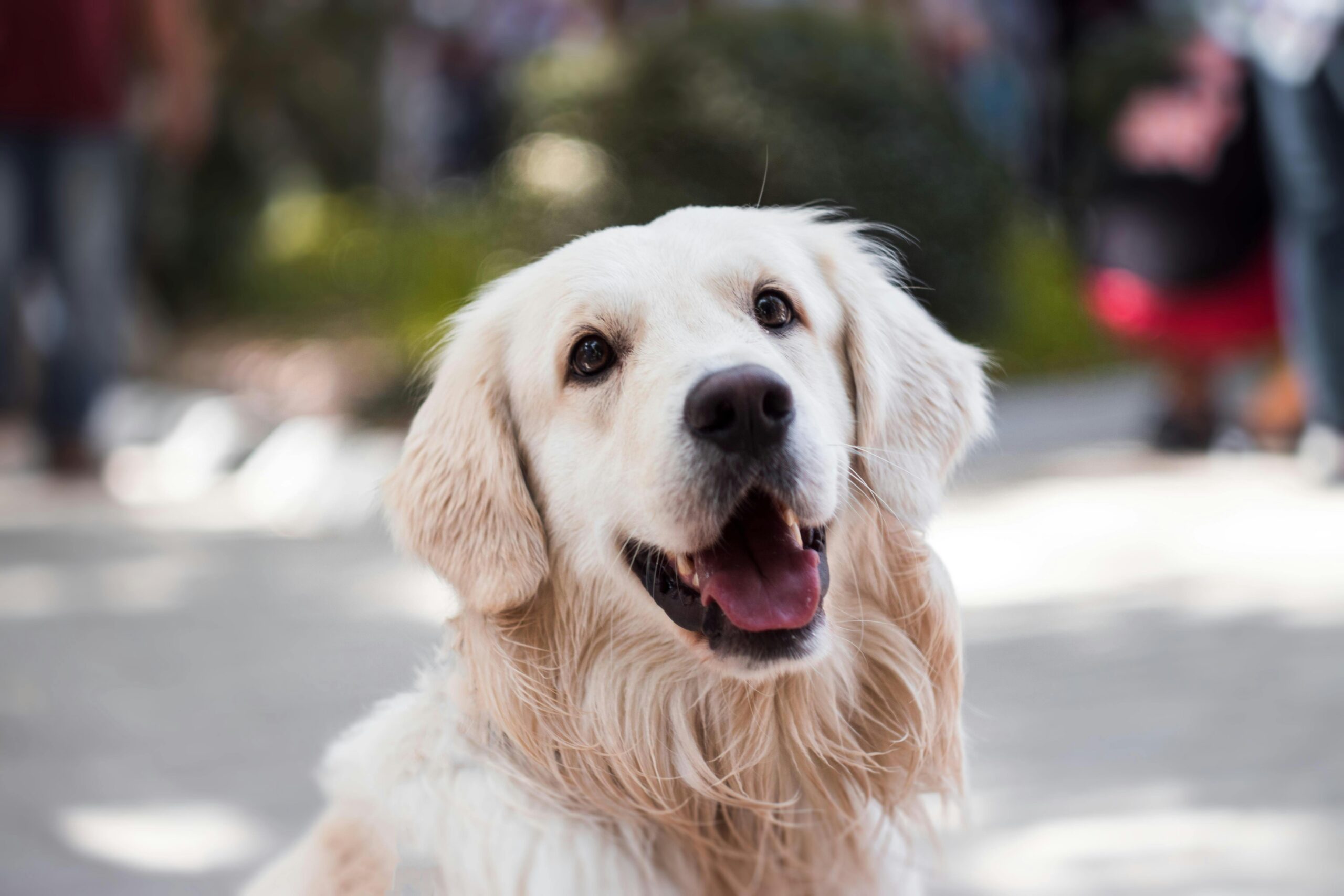5 Signs Your Dog Might Be Struggling with Anxiety